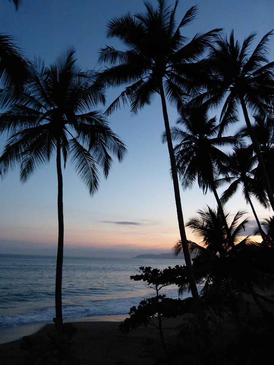 silhouette photo of coconut trees beside sea, beach, ocean HD wallpaper