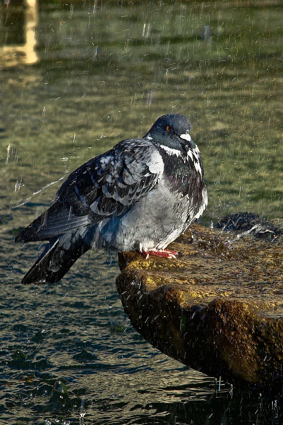 black and gray pigeon over body of water, paloma, source, wings HD wallpaper