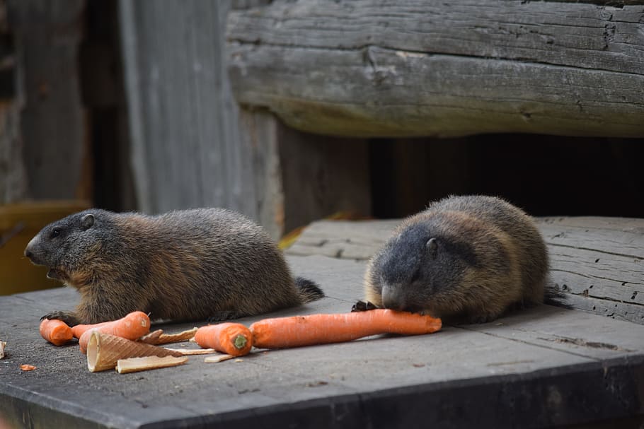 marmot, carrots, alpine, eat, alm, nature, animal themes, mammal HD wallpaper