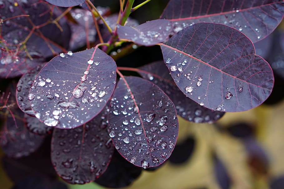 Leaves, Leaf, Nature, Water, Wet, rain, garden, plant, natural HD wallpaper