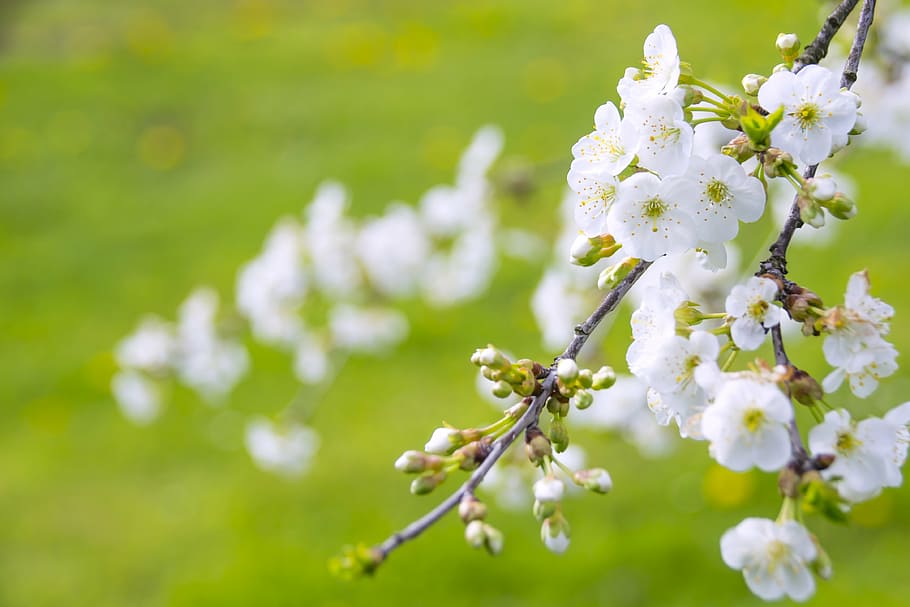 white cherry blossoms in closeup photo, marvelous flowering cherry, HD wallpaper