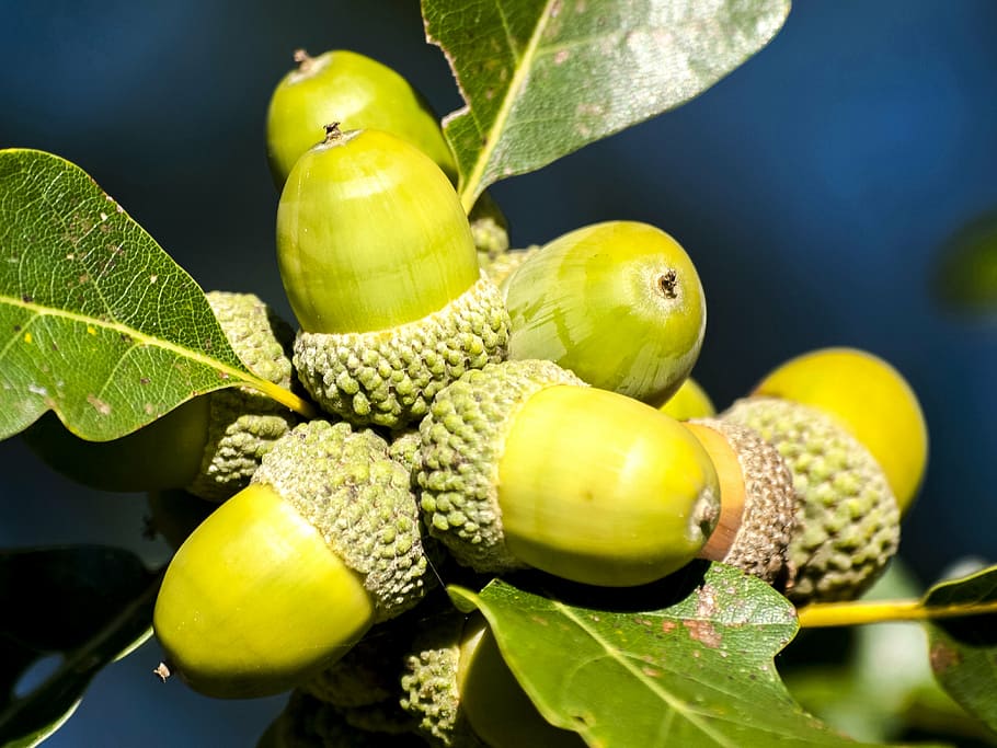 acorn, tree fruit, nature, leaf, food, plant part, food and drink HD wallpaper