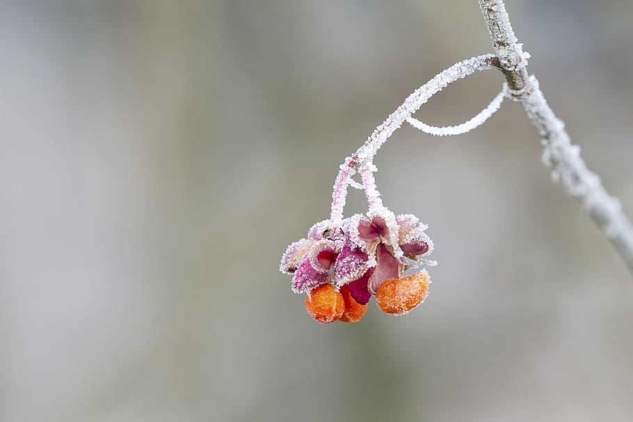 shallow focus photo of orange and pink flower, spindle, hoarfrost HD wallpaper