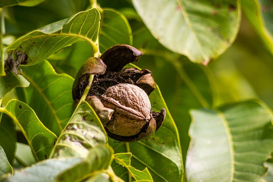 shallow focus photography of green tree leaves, walnut, shell HD wallpaper