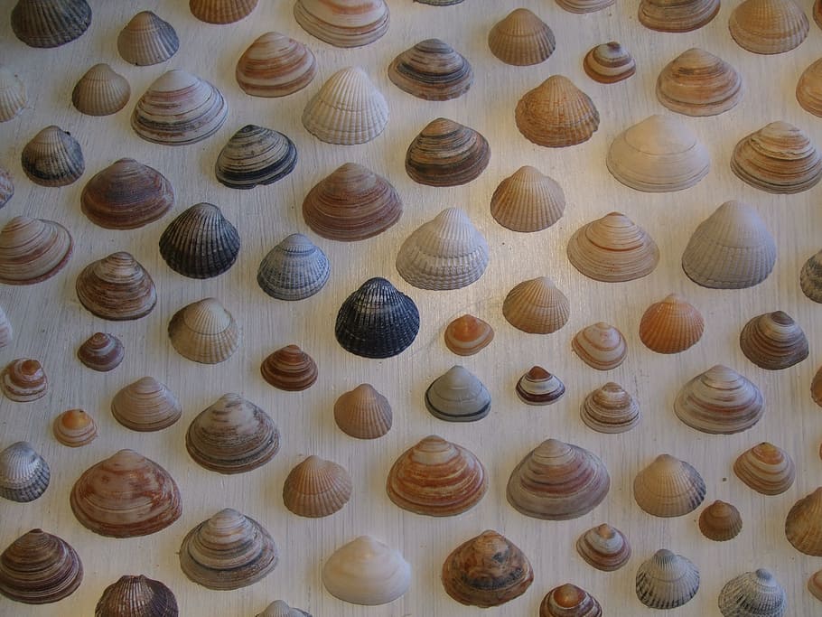 shells, beach, sea shell, large group of objects, still life HD wallpaper