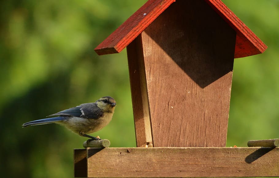 blue tit, bird, foraging, garden, animal themes, wood - material HD wallpaper