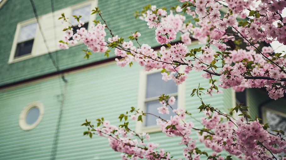 macro shot photography of pink flowers near window, pink cherry blossom beside green house HD wallpaper