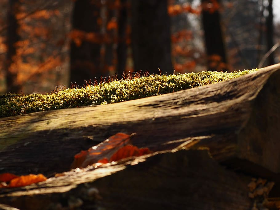Moss, Forest, Nature, Tree, Fouling, green, wood, tree trunks HD wallpaper
