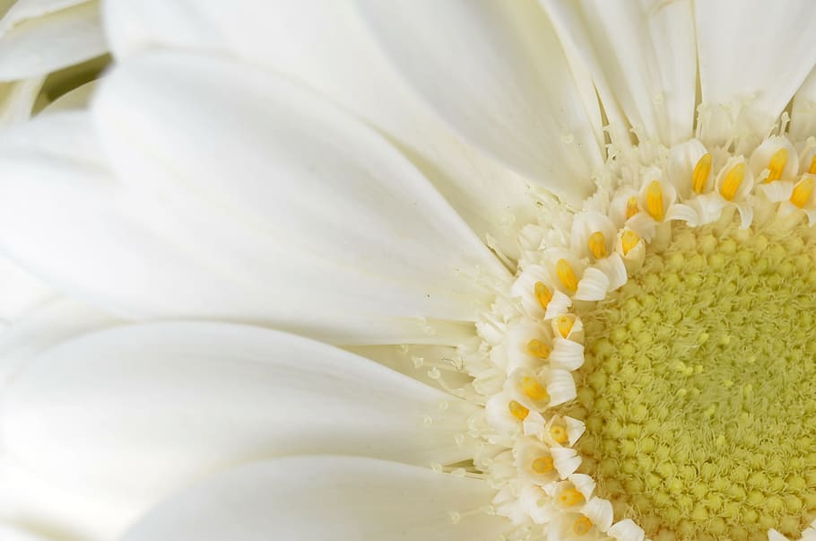 close-up photo of white Gerbera daisy flower, White, Summer HD wallpaper