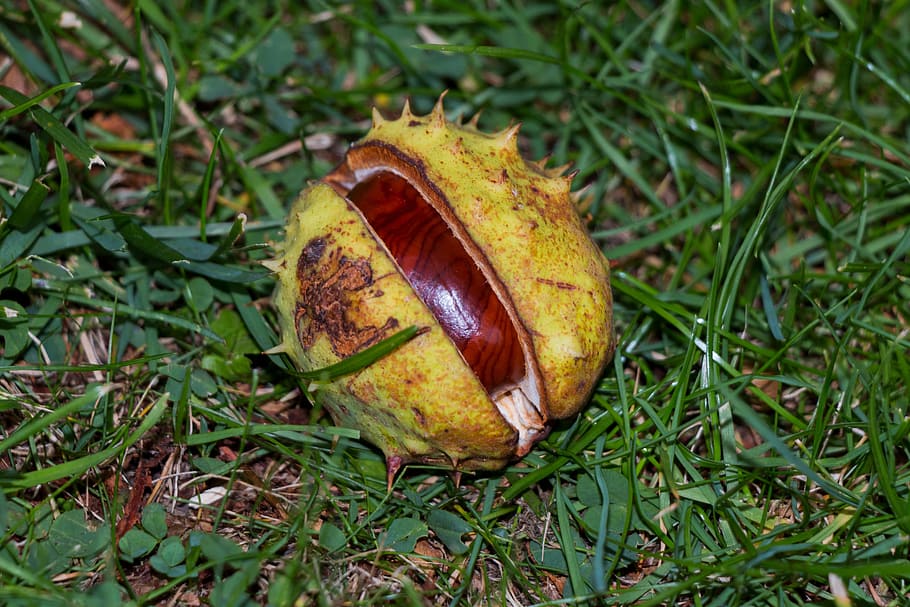 chestnut, autumn, prickly, spur, park, close, tree, shell, open HD wallpaper