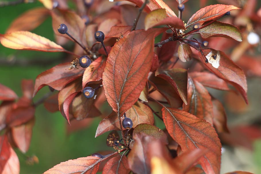 Tree, Color, Nature, Berry, Garden, plant, season, natural HD wallpaper