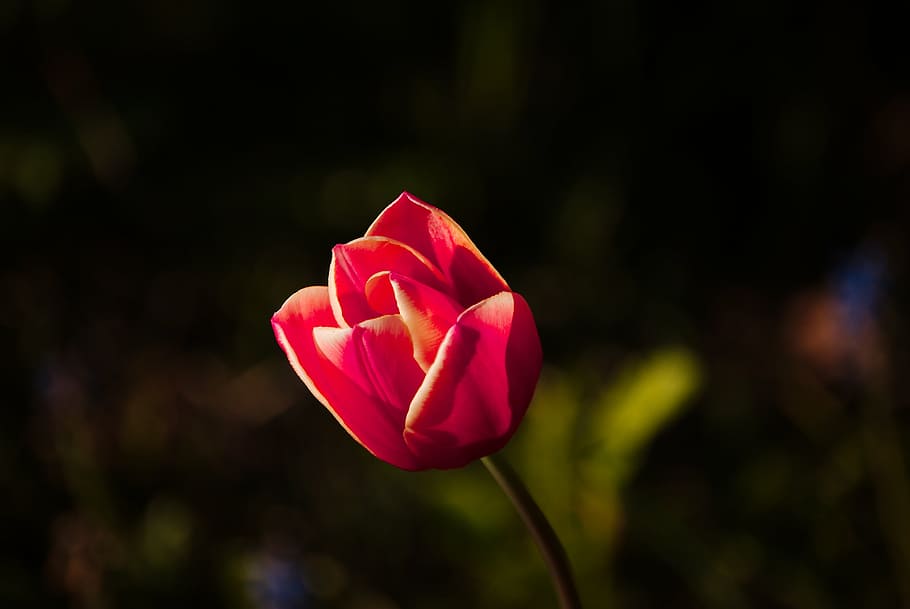 tulip, spring, sun, flower, blossom, bloom, pink, garden, nature HD wallpaper