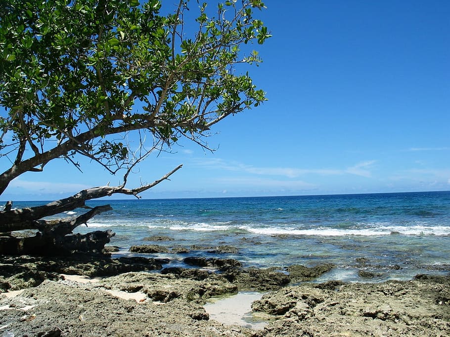 Beach, Sea, Tree, Shore, Coast, Waves, sky, blue, ocean, sunny HD wallpaper