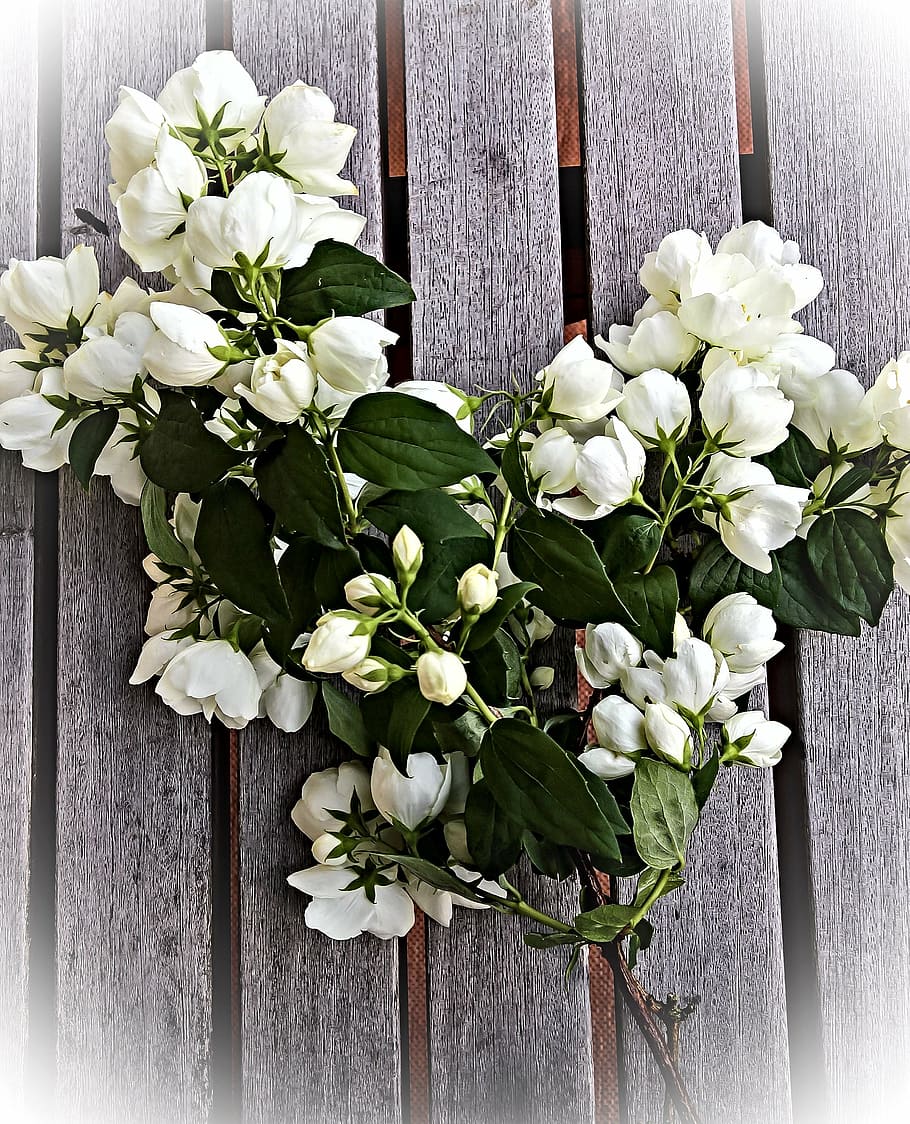 jasmin, flowers, bouquet, south american jasminart, bush, white, HD wallpaper
