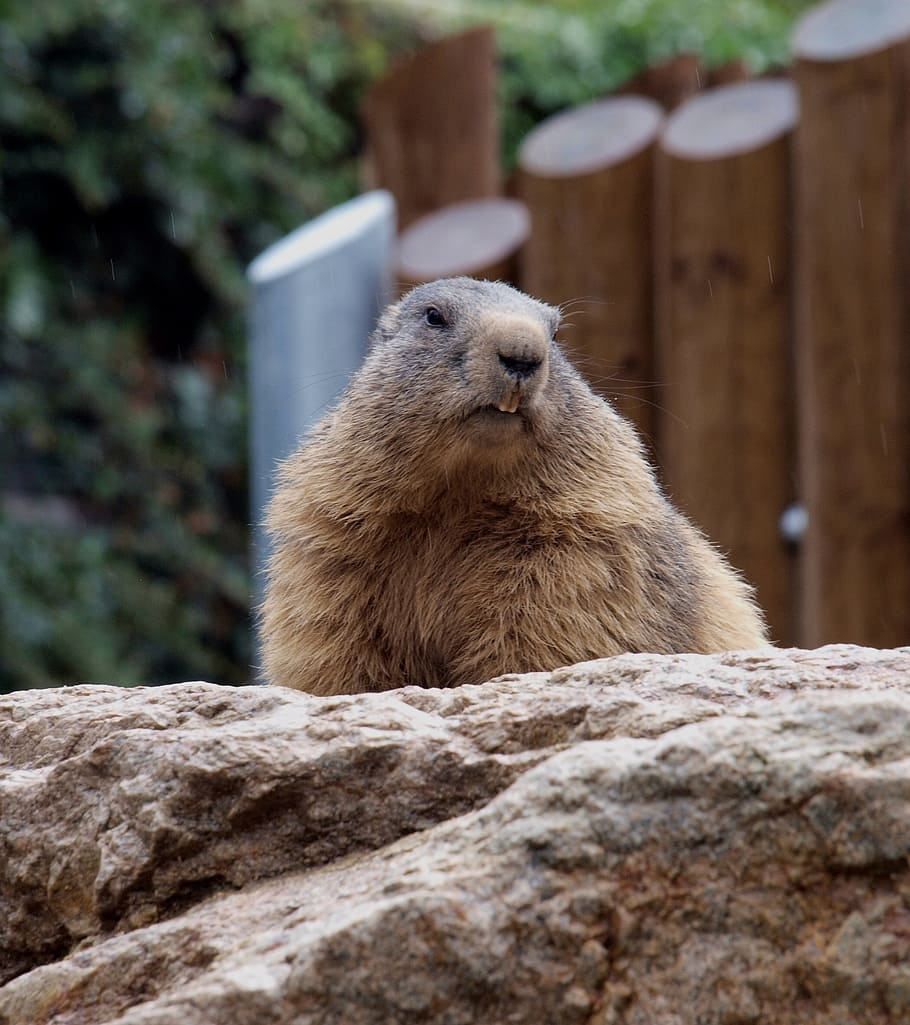 beaver, teeth, view, do not look, animal, animal themes, animal wildlife HD wallpaper