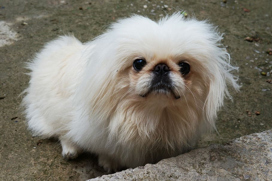 Pekingese, Dog, White, Right, Furry, charming, pets, one animal HD wallpaper