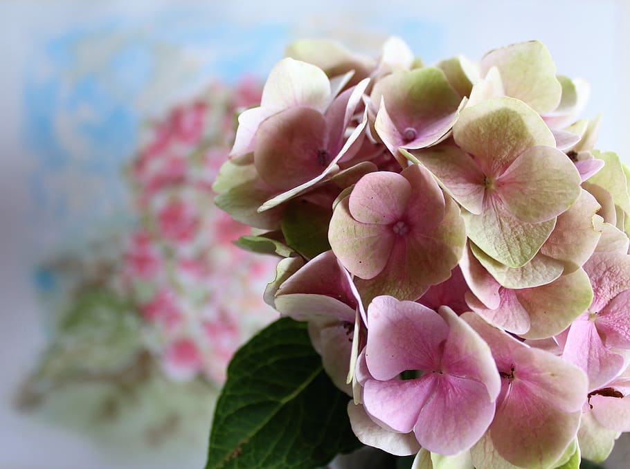 pink and white flowers, hydrangea, watercolour, painting, nature