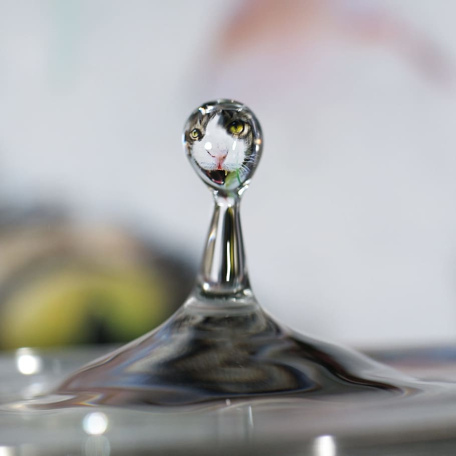 Drop, Cat, Macro, Water, Reflection, close-up, liquid, silver colored HD wallpaper