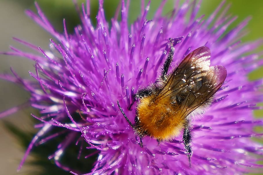 bee, flower, insect, nature, pollen, summer, pollinate, nectar HD wallpaper