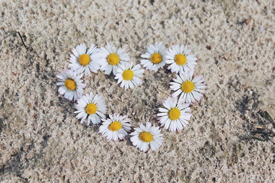 white daisy flowers forming heart on brown surface, spring HD wallpaper