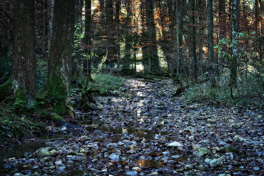 forest, autumn, bach, stream bed, nature, water, stones, out HD wallpaper