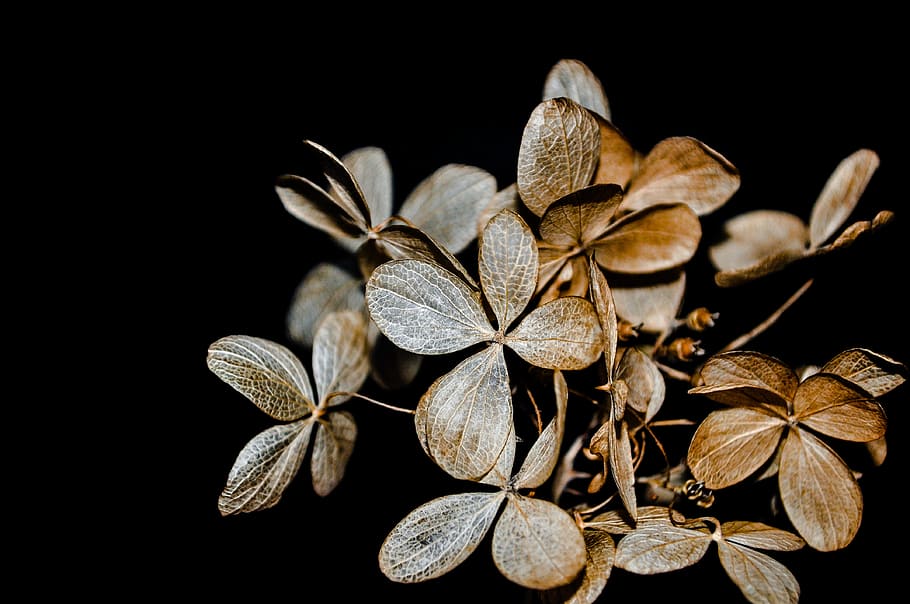 brown leaves, brown petaled flowers with black background, hydrangea HD wallpaper