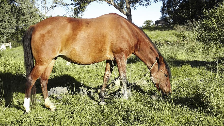 horse, nice, nature, mammal, livestock, animal, domestic animals HD wallpaper