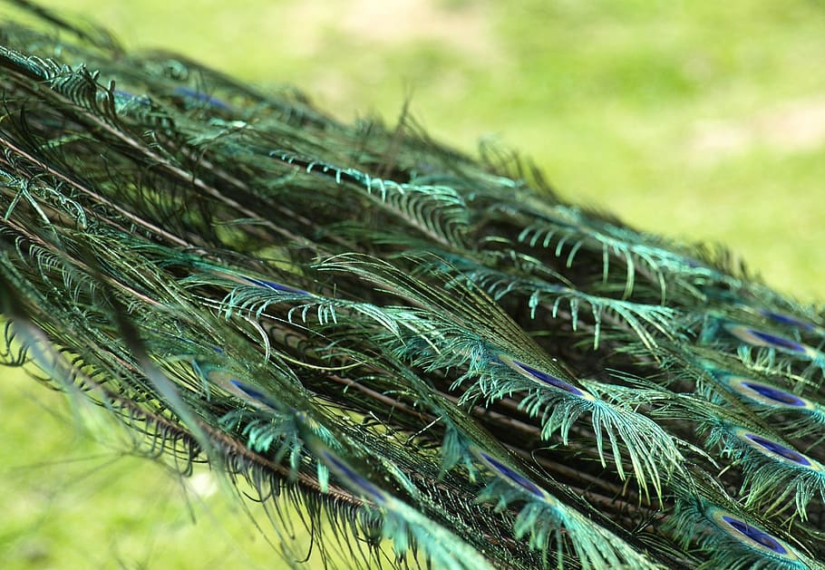 peacock wheel, feather, pavo cristatus, green color, plant, HD wallpaper