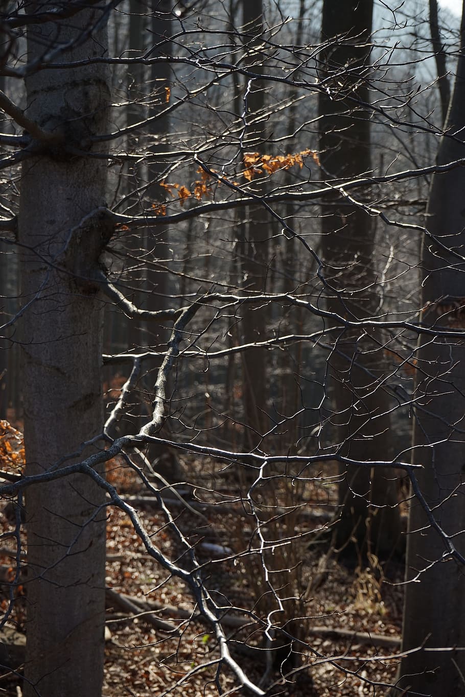 Beech Wood, Beech, Trees, Branches, forest, aesthetic, tree trunks HD wallpaper