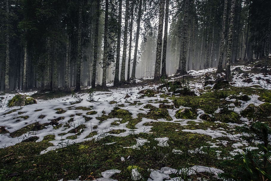 forest, snow, winter, plant, tree, land, beauty in nature, tranquility HD wallpaper