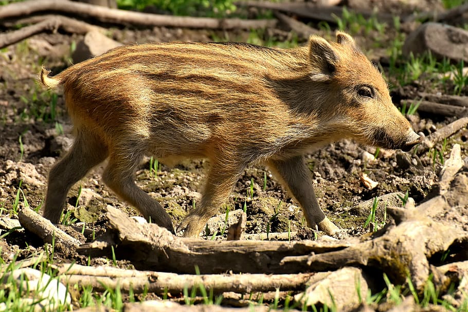 close-up photo of beige wild boar on brown soil, wild pigs HD wallpaper