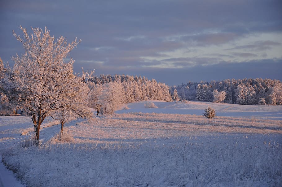 Winter, Warmia, Way, Landscape, Tree, forest, cold temperature HD wallpaper