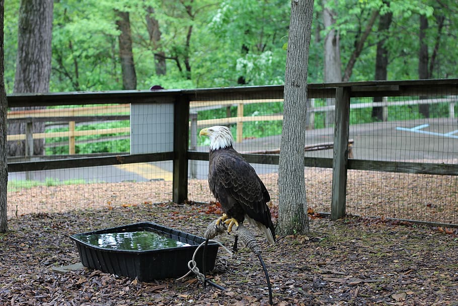 bald eagle, bird, caged, american, wild, captivity, animal themes HD wallpaper