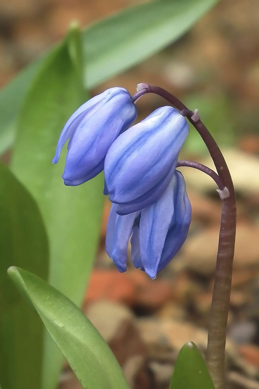 blue, flower, spring, blue star, flowering plant, close-up HD wallpaper