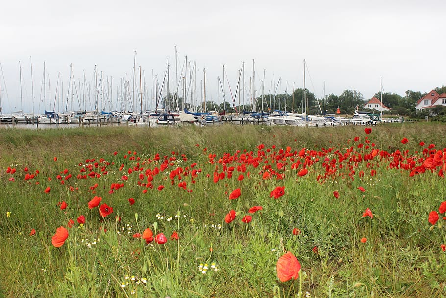 hiddensee, vitte, port, boats, sailing boats, poppy, meadow HD wallpaper