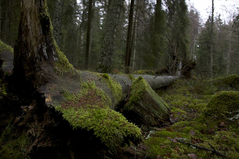 green tree, evening, forest, moss, nature, tree trunk, woodland HD wallpaper