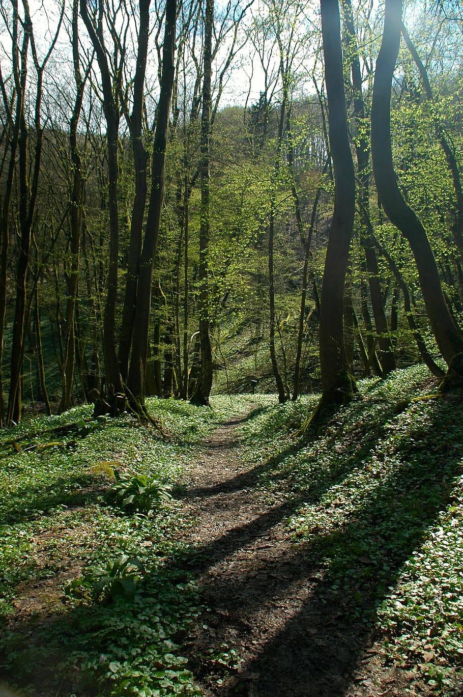 landscape, harztor, spring, green, tree, forest path, nature HD wallpaper