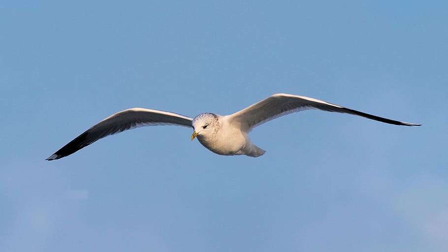 Seagull, Close, Fly, Glide, seevogel, nature, animal, bird HD wallpaper