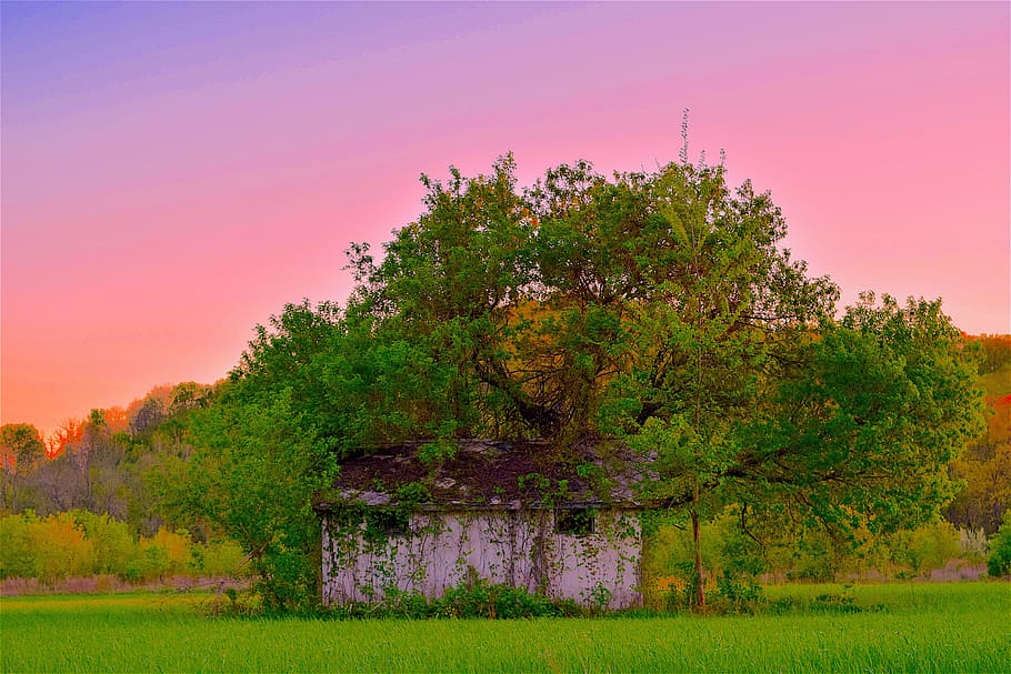 Shack, Run Down, Rustic, Old, Abandoned, trees, pink sky, sunset HD wallpaper