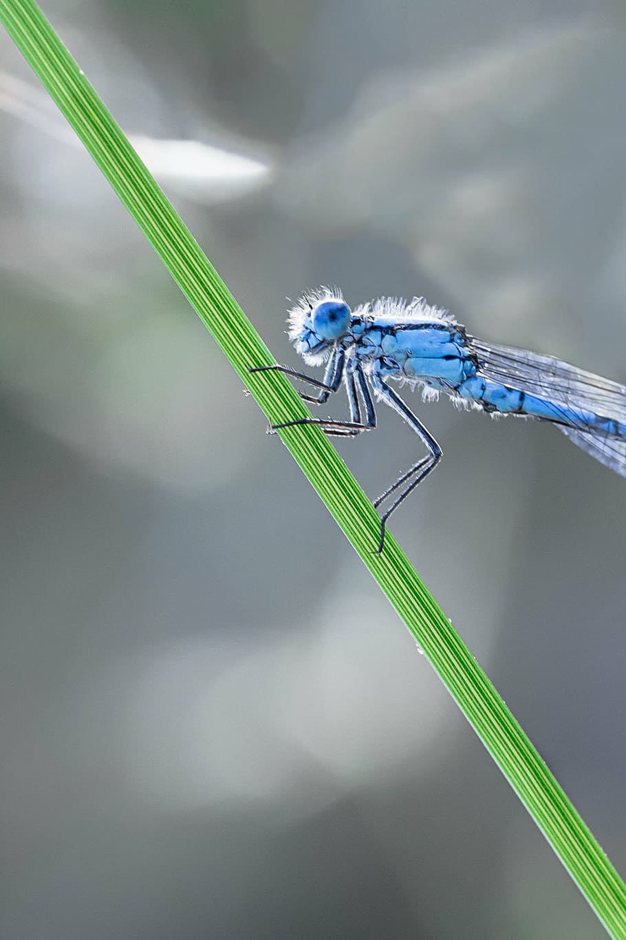 dragonfly, macro, enallagma, cyathigerum, cup bluet, males