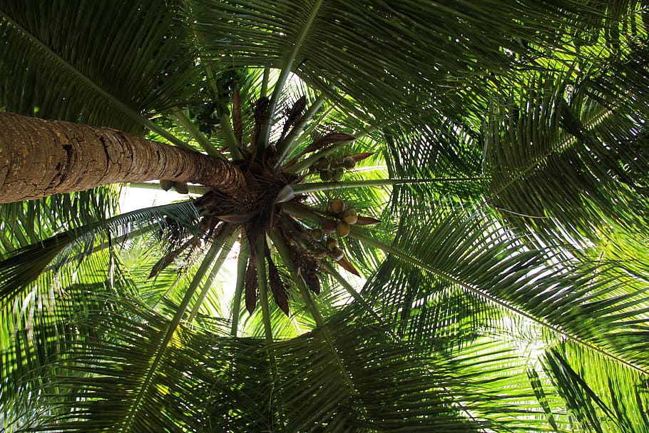 worm's eye view photo of coconut t ree, palm, summer, holiday HD wallpaper