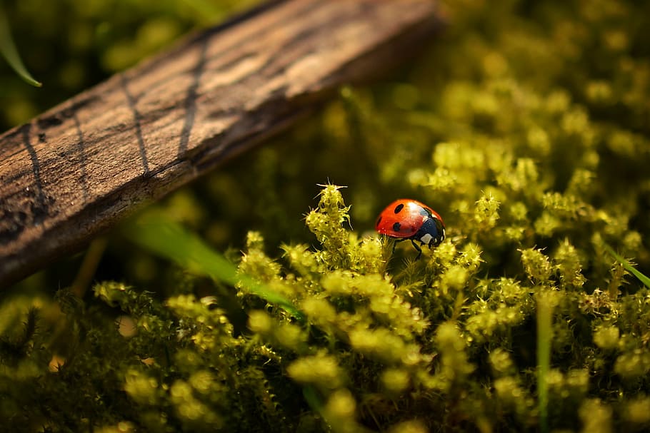 red seven-spotted ladybug perching on green plant in selective focus photography, HD wallpaper