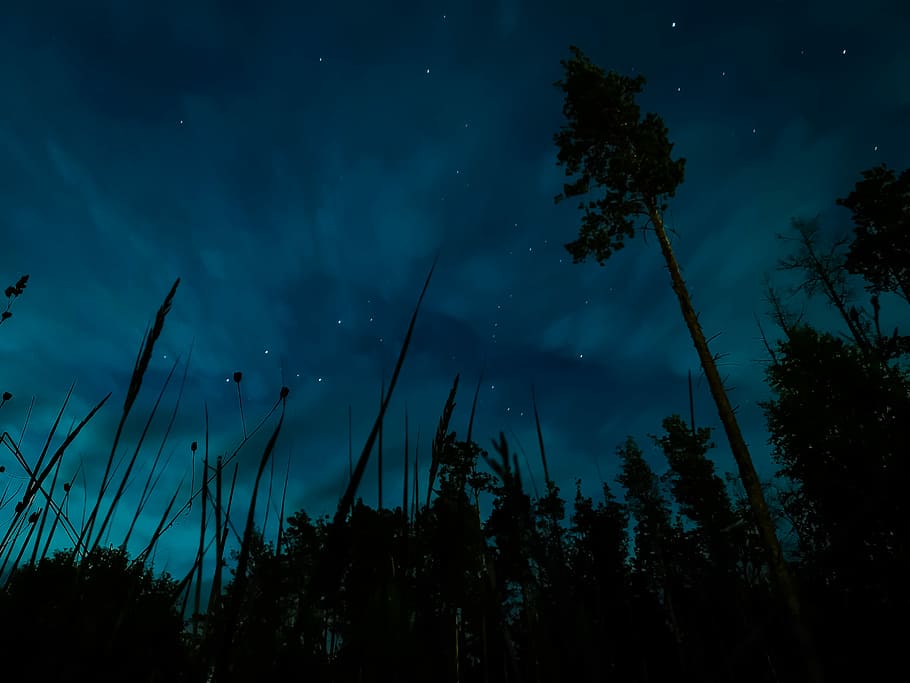 low-angle photography of trees during night, trees during nighttime HD wallpaper