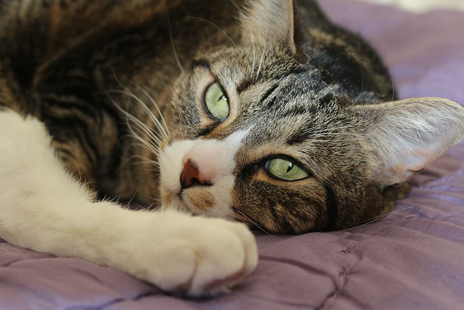 cat, tabby, brown, tiger, green, eyes, feline, cute, animal HD wallpaper