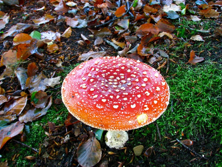 Mushroom, Forest, Autumn, fungus, fly agaric mushroom, toadstool HD wallpaper