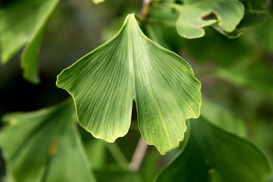 Ginkgo 1080P, 2K, 4K, 5K HD wallpapers free download | Wallpaper Flare