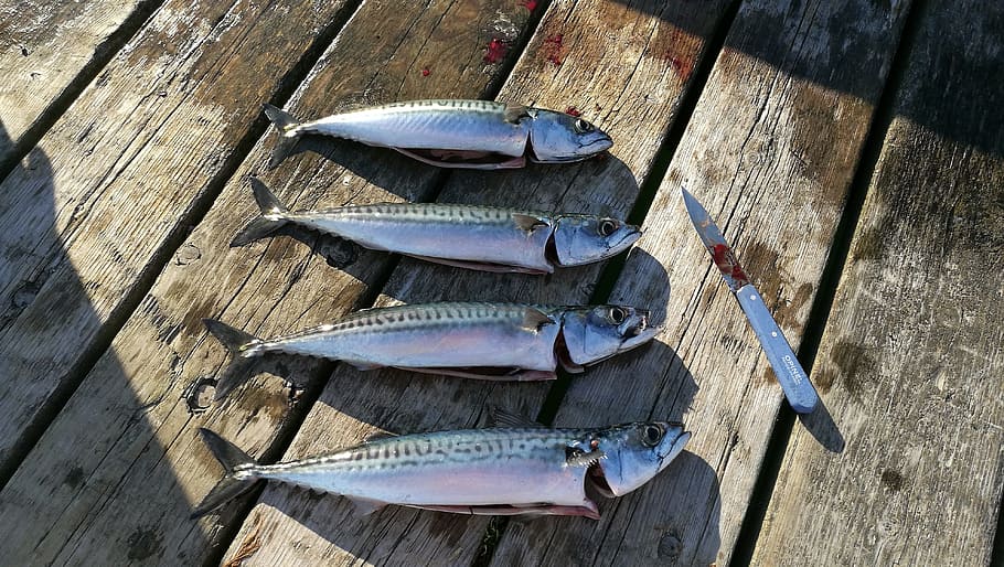 Mackerel, Exempt, Fish, Knife, Fang, indoors, food and drink HD wallpaper