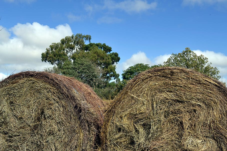 hay, farm, barn, straw, sky, plant, field, bale, tranquility HD wallpaper