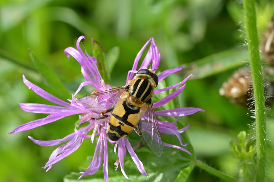 nature, insect, summer, close, invertebrate, one animal, flower HD wallpaper
