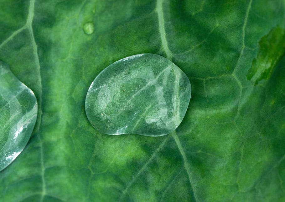 Drop, Sheet, Macro, Nature, Drops, leaves, rosa, autumn, drops of water HD wallpaper